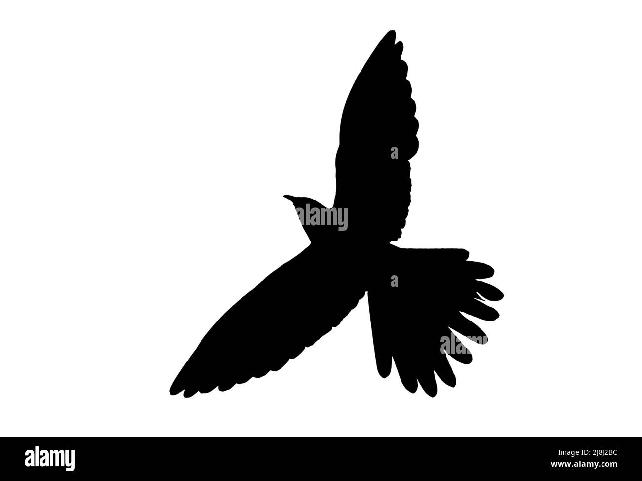 Silhouette eines Kuckucks (Cuculus canorus) im Flug, umrissen vor weißem Hintergrund, um Flügel, Kopf- und Schwanzformen zu zeigen Stockfoto