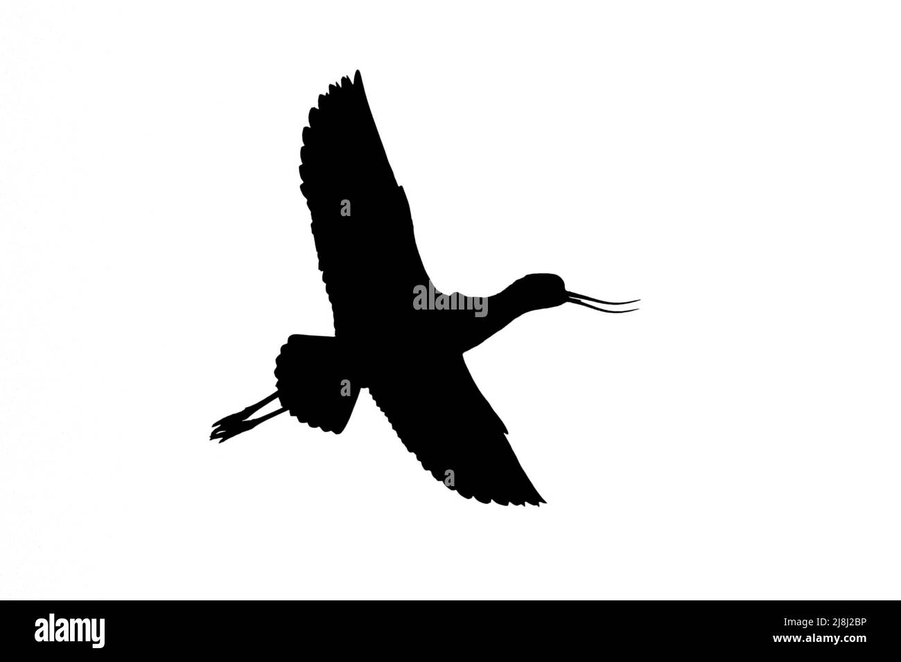 Silhouette von Pied Avocet (Recurvirostra avosetta) im Flug, umrissen vor weißem Hintergrund, um Flügel, Kopf- und Schwanzformen zu zeigen Stockfoto