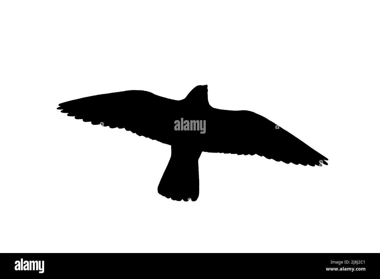 Silhouette eines fliegenden Wanderfalkens (Falco peregrinus), der vor weißem Hintergrund ausgestanzt ist, um Flügel, Kopf- und Schwanzformen zu zeigen Stockfoto