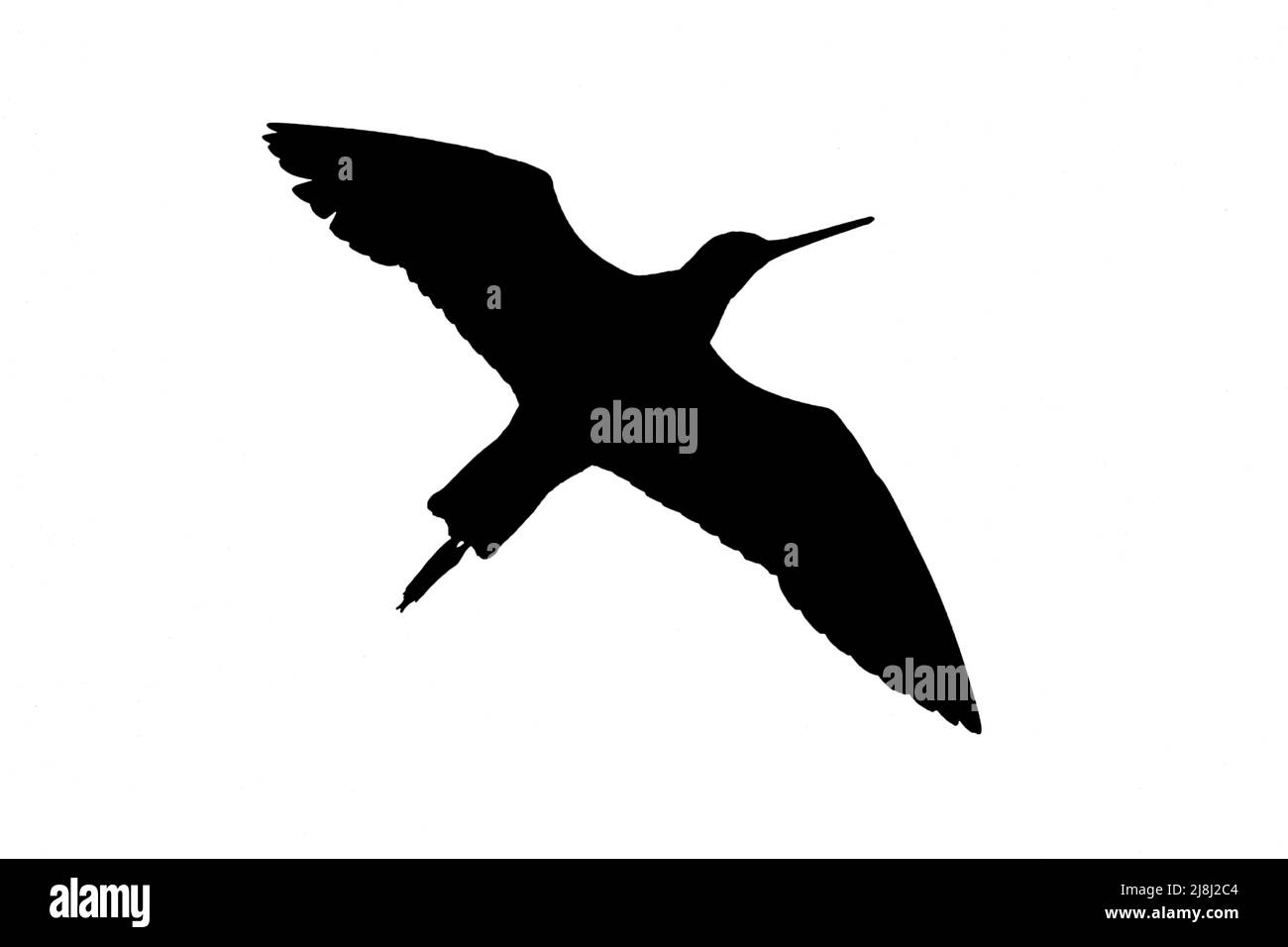 Silhouette eines schwarzschwänzigen Gottewitschs (Limosa limosa) im Flug, umrissen vor weißem Hintergrund, um Flügel, Kopf- und Schwanzformen zu zeigen Stockfoto