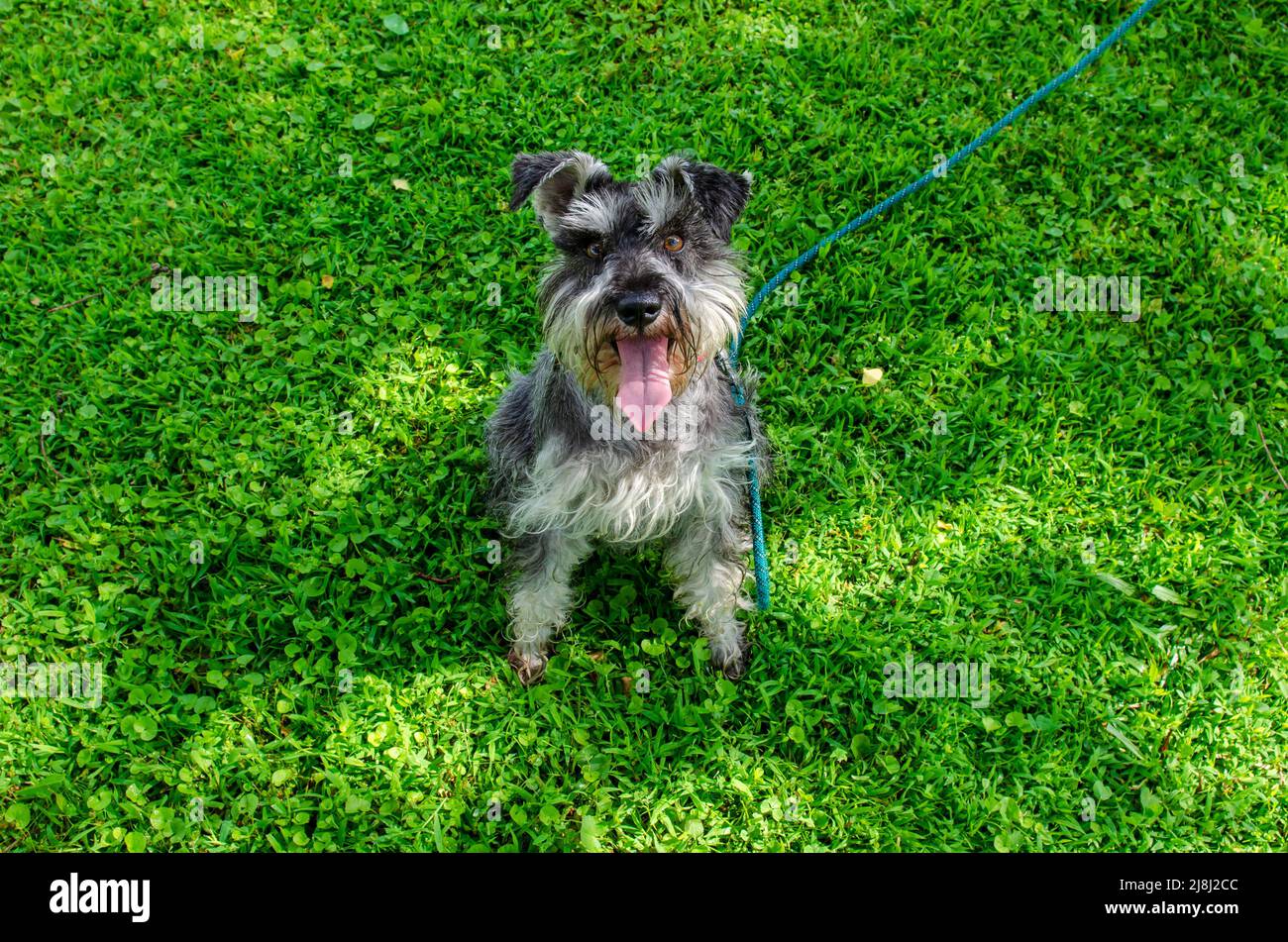 Ein Schnauzer Hund an der Leine draußen, Park, auf Bürgersteig, grünes Gras, Bäume Stockfoto