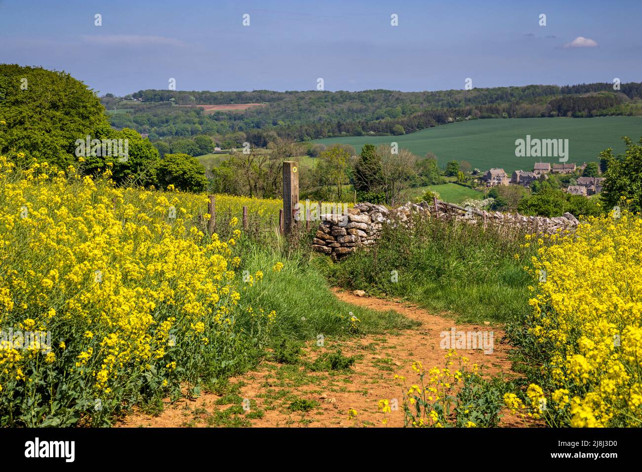 Entlang des Winchcombe Way Fußweg durch ein Rapsfeld in Richtung Snowshill Village, Cotswolds, England Stockfoto