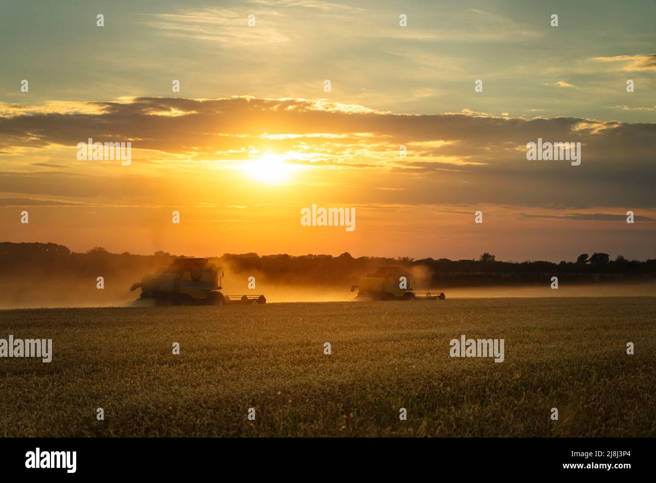 Mähdrescher ernten reifen Weizen. Reife Ähren gold Feld auf den Sonnenuntergang bewölkt orange Himmel Hintergrund. . Konzept für eine reiche Ernte. Landwirtschaft Stockfoto