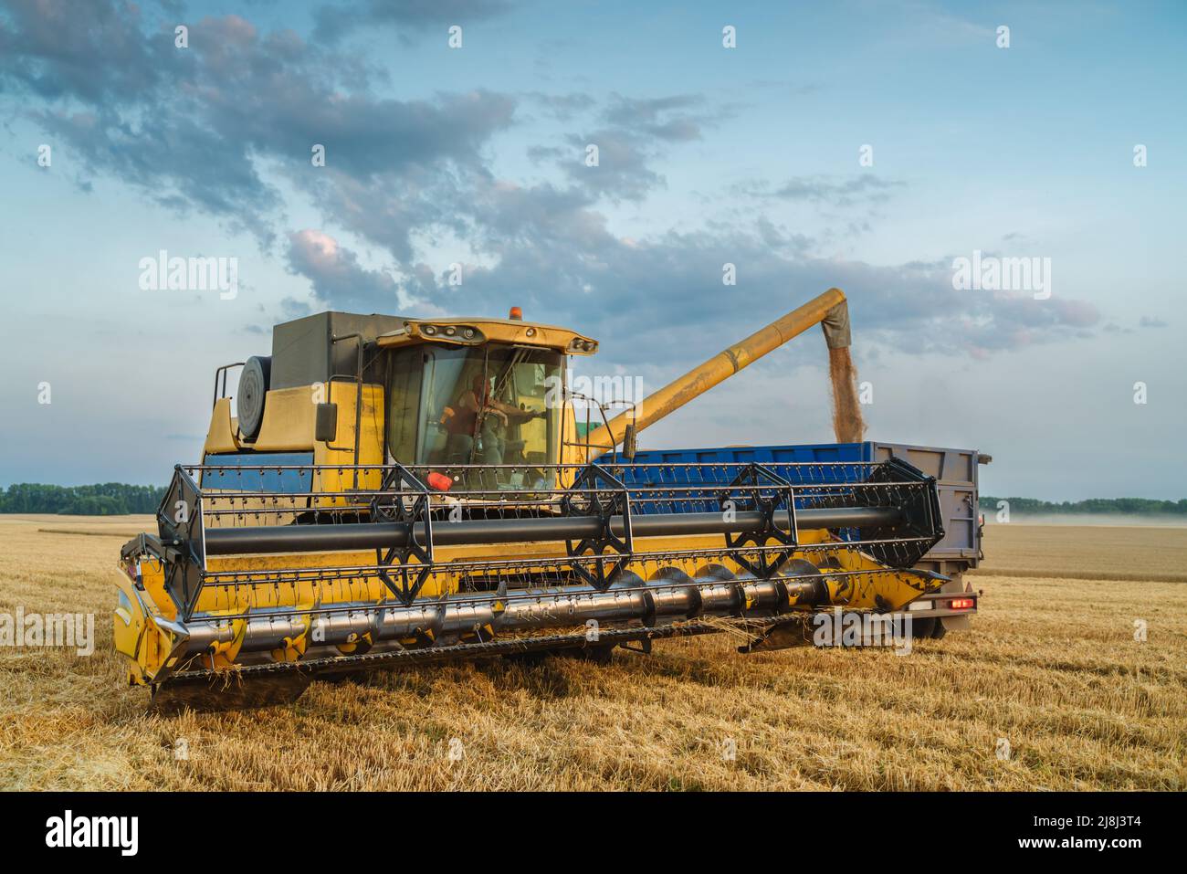 Mähdrescher ernten reifen Weizen. Reife Ähren gold Feld auf den Sonnenuntergang bewölkt orange Himmel Hintergrund. . Konzept für eine reiche Ernte. Landwirtschaft Stockfoto