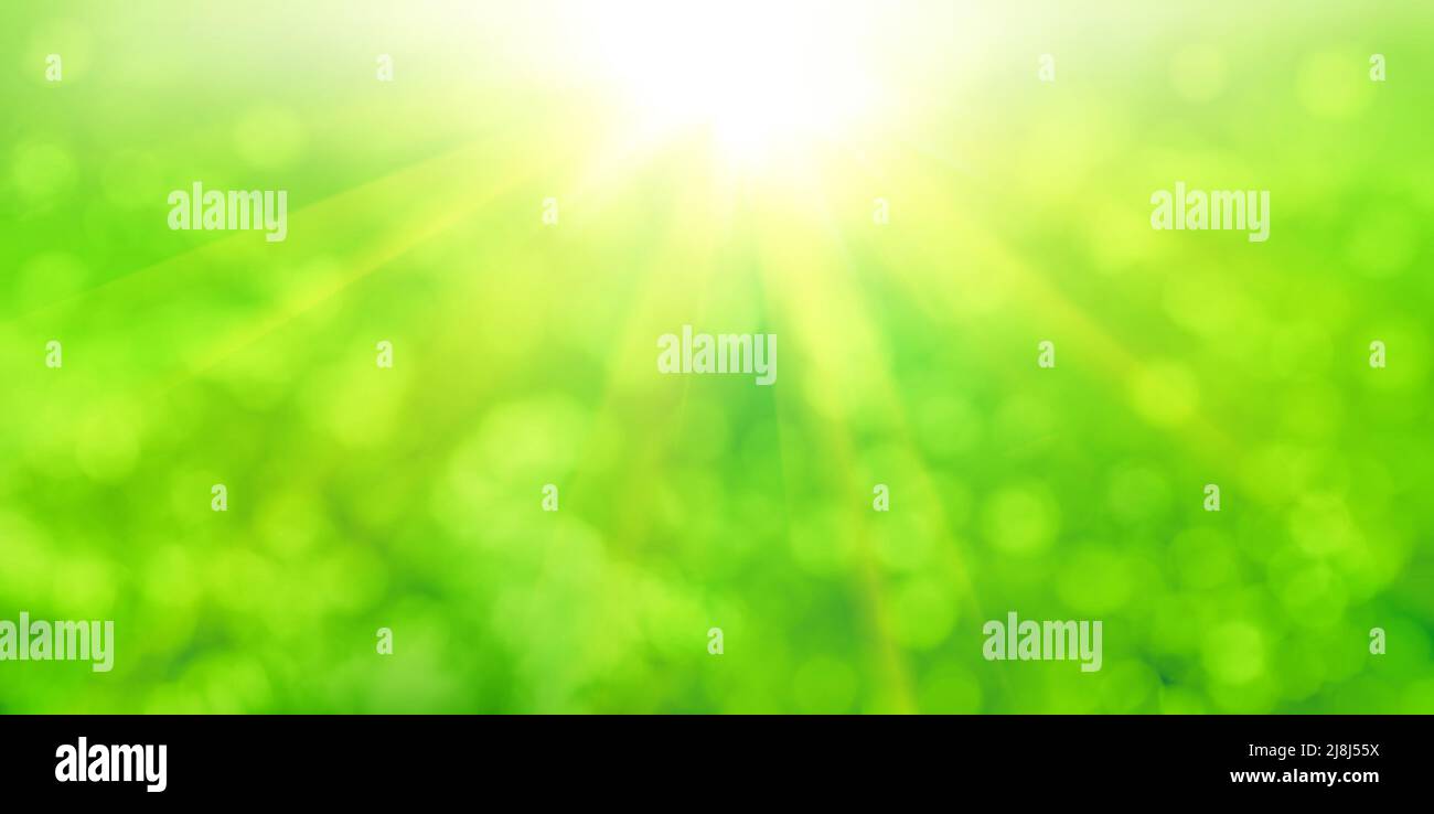 Grün und gelb Natur Bokeh mit Sonnenschein, abstrakter Hintergrund Stockfoto