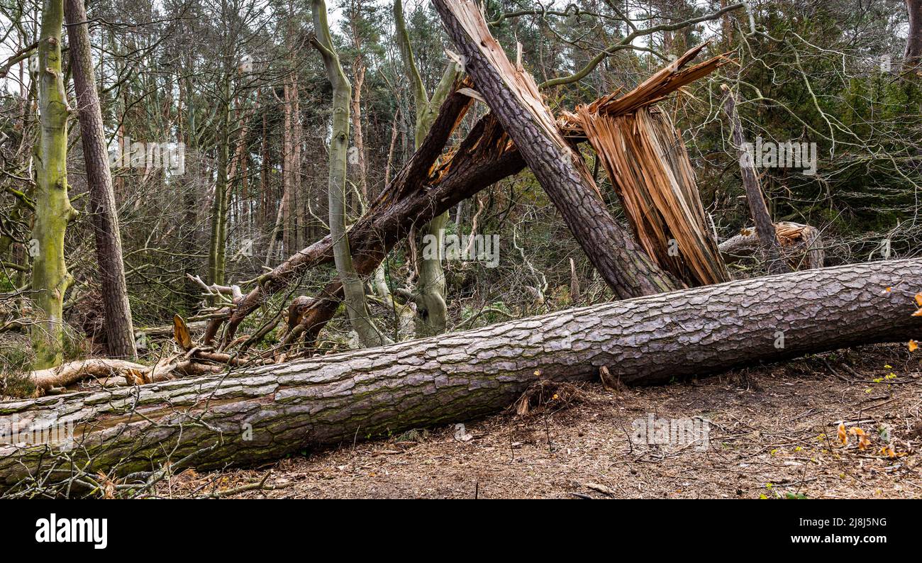 Entwurzelte Bäume aufgrund von Sturmschäden im Waldgebiet von Tyninghame, East Lothian, Schottland, Großbritannien Stockfoto