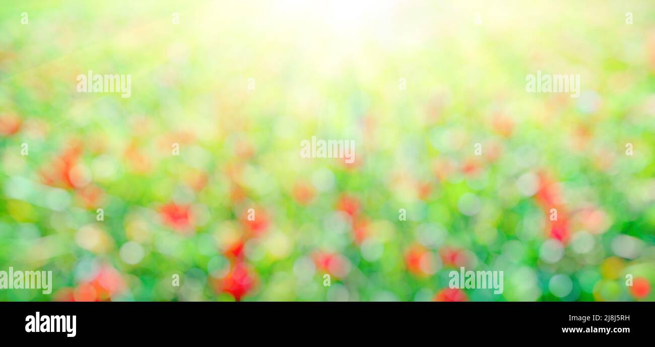 Grünes und rotes Bokeh mit Sonnenschein, Grasfeld mit Blumen. Abstrakter Natur Hintergrund Stockfoto
