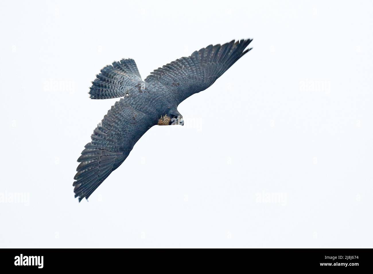 Flug der Peregrine Falcon. Greifvögel mit Fliegenflügeln. Weißer Himmel Hintergrund. Action-Szene im Naturbaumhabitat, Deutschland. Wildtierszene Stockfoto