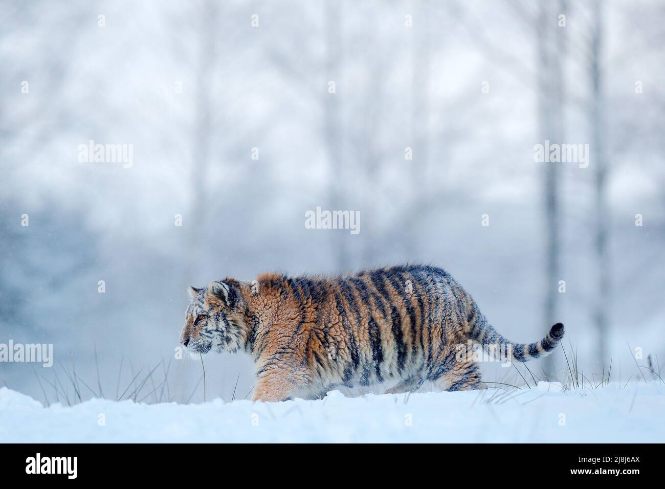 Sibirischer Tiger im Schneefall. Amur Tiger läuft im Schnee. Tiger in wilder Winternatur. Action Wildlife Szene mit Gefahr Tier. Kalter Winter in taj Stockfoto