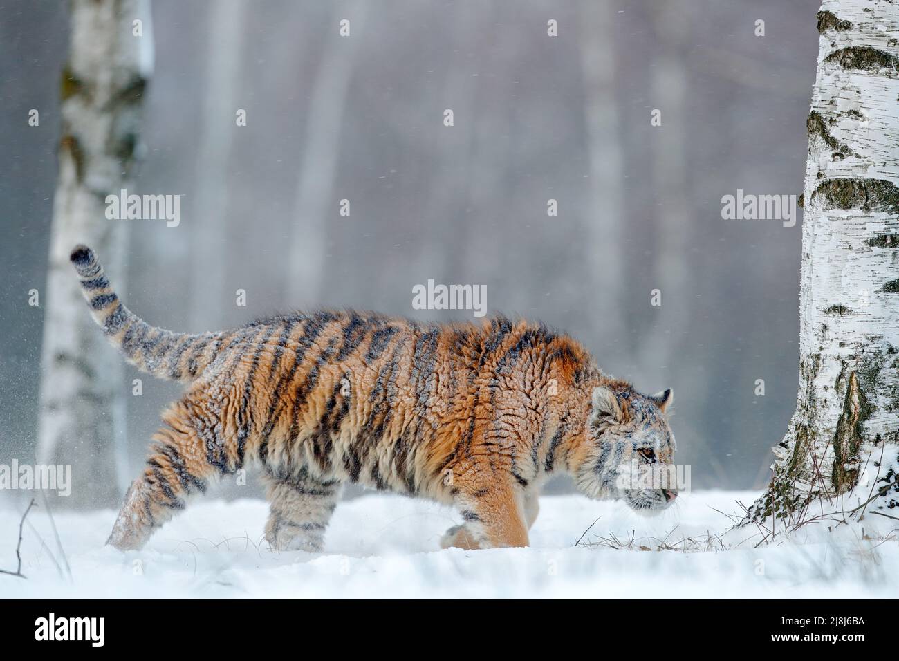 Sibirischer Tiger im Schnee. Stockfoto