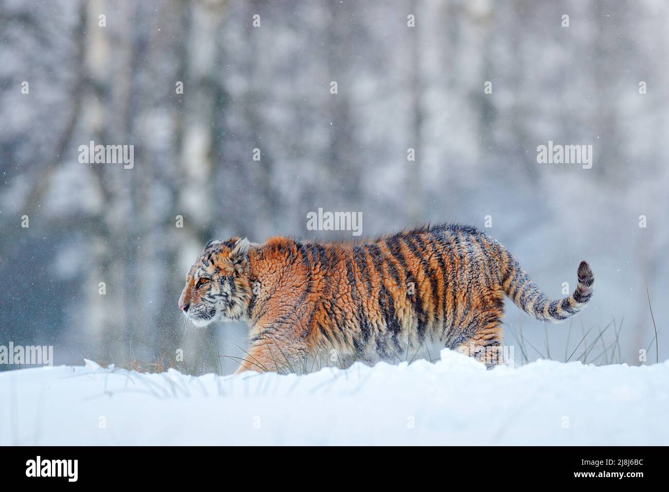 Sibirischer Tiger im Schneefall. Amur Tiger läuft im Schnee. Tiger in wilder Winternatur. Action Wildlife Szene mit Gefahr Tier. Kalter Winter in taj Stockfoto