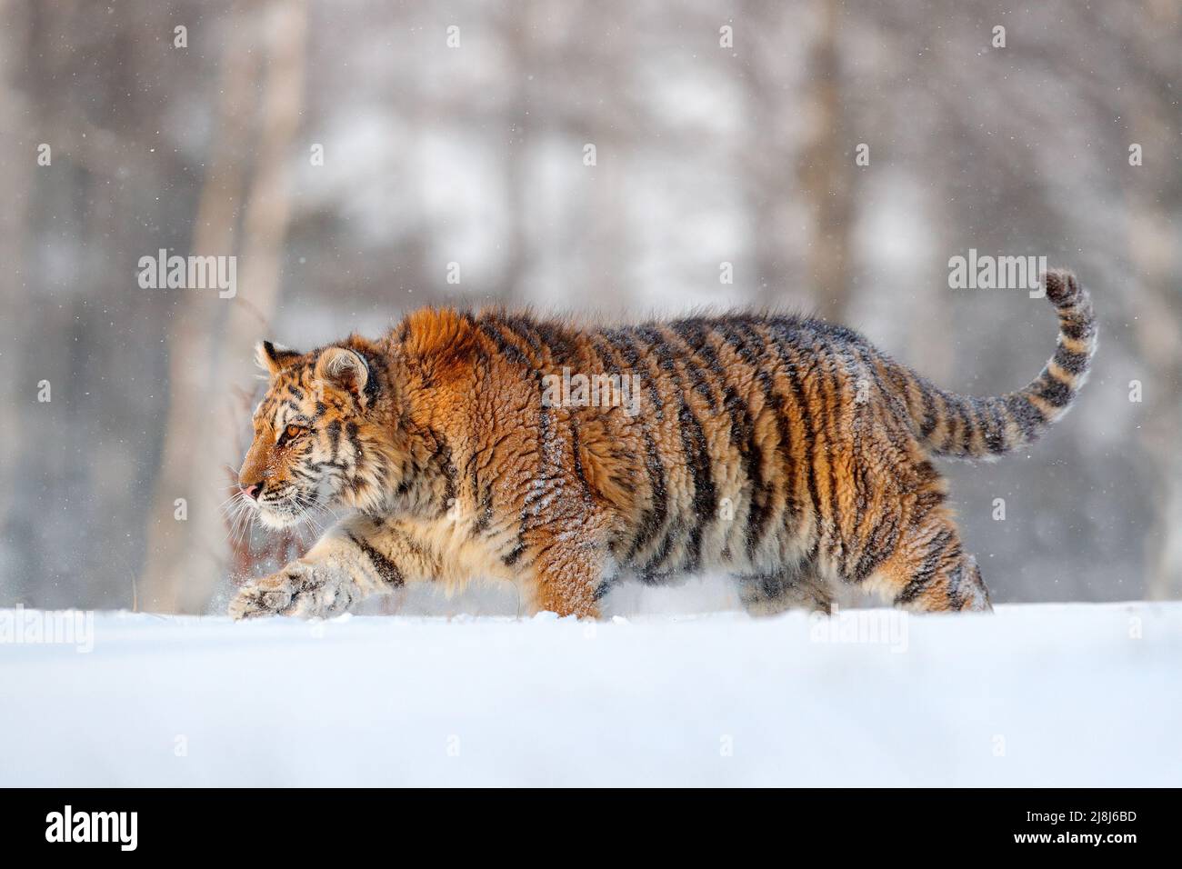 Tiger in wilder Winternatur. Amur Tiger läuft im Schnee. Action Wildlife Szene mit Gefahr Tier. Kalter Winter in tajga, Russland. Schneeflocke mit b Stockfoto