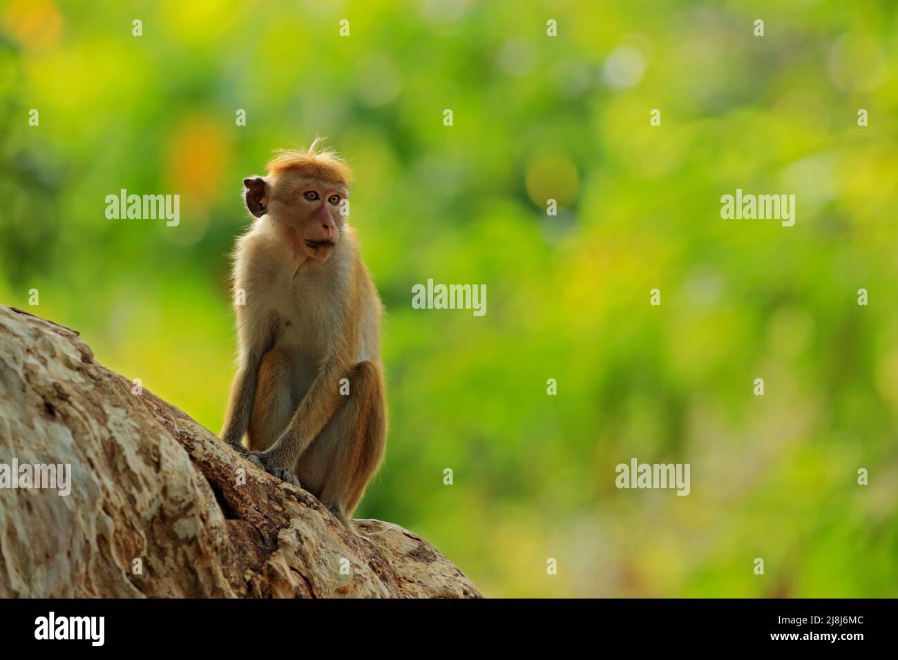 Toque Macaque, Macaca Sinica, Affe mit Abendsonne. Makaken in Naturlebensraum, Sri Lanka. Detail des Affen, Widlife-Szene aus Asien. Wunderschönes Colo Stockfoto