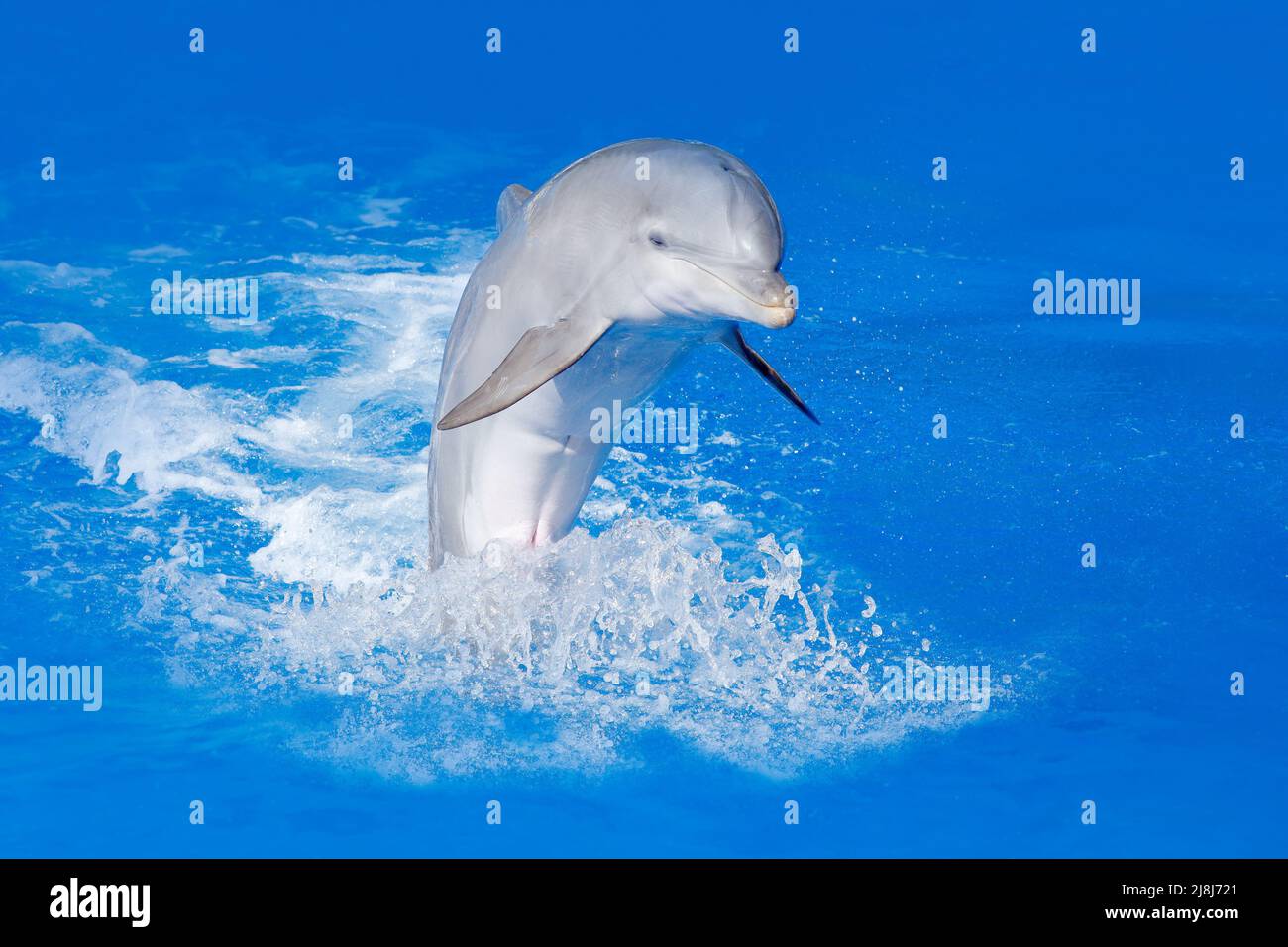 Der große Tümmler Tursiops trunkatus im blauen Wasser. Wildlife-Action-Szene aus der Natur des Ozeans. Delfine springen ins Meer. Lustiges Tierbild im oc Stockfoto