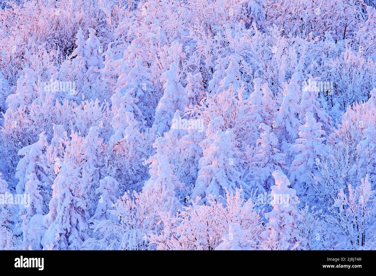 Blaue Winterlandschaft, Birkenwald mit Schnee, Eis und Reim. Rosa Morgenlicht vor Sonnenaufgang. Winterdämmerung, kalte Natur im Wald. Orlicke h Stockfoto