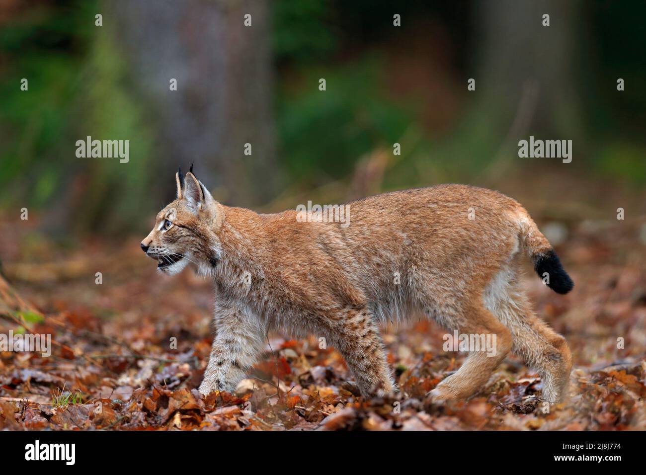 Wanderkatze Eurasian Lynx in orangefarbenen Herbstblättern, Wald im Hintergrund Stockfoto