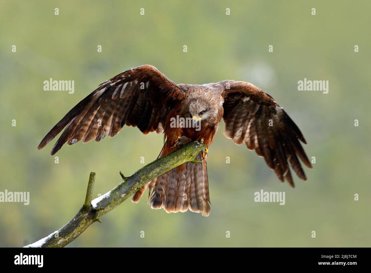 Schwarzer Drachen, Milvus migrans, brauner Vogel sitzender Lärchenbaum Ast mit offenem Flügel. Tier in der Natur Lebensraum. Schwarzer Drachen im Wald. Action Wildli Stockfoto