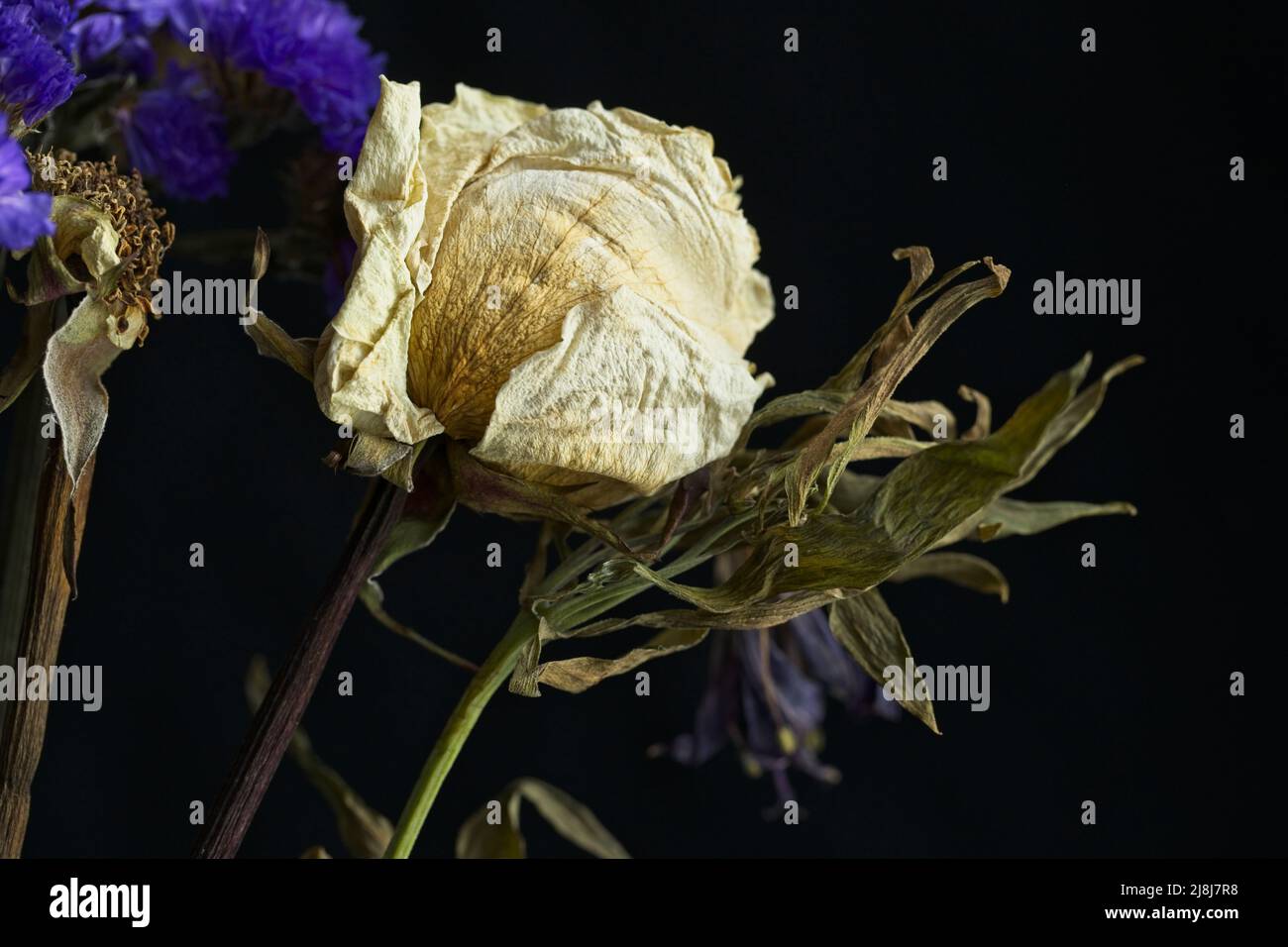 Ein Stillleben-Phoo einer getrockneten und sterbenden Rose und einer anderen Art sterbender Blume. Stockfoto