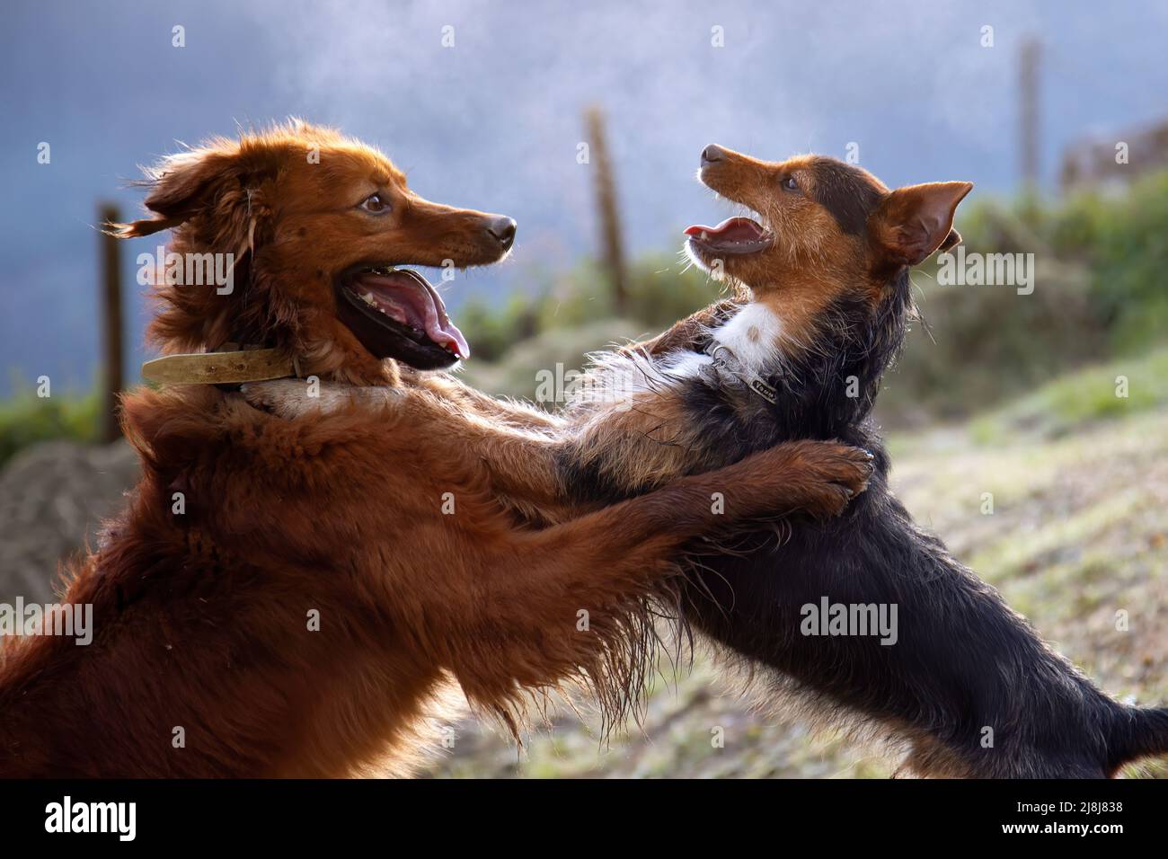 Zwei Welpen, braun und schwarz, bodeguero und Pastor vasco, spielen gekuschelt Blick auf einander. Zuneigung und Loyalität. Freundschaft. Familie. Tier por Stockfoto