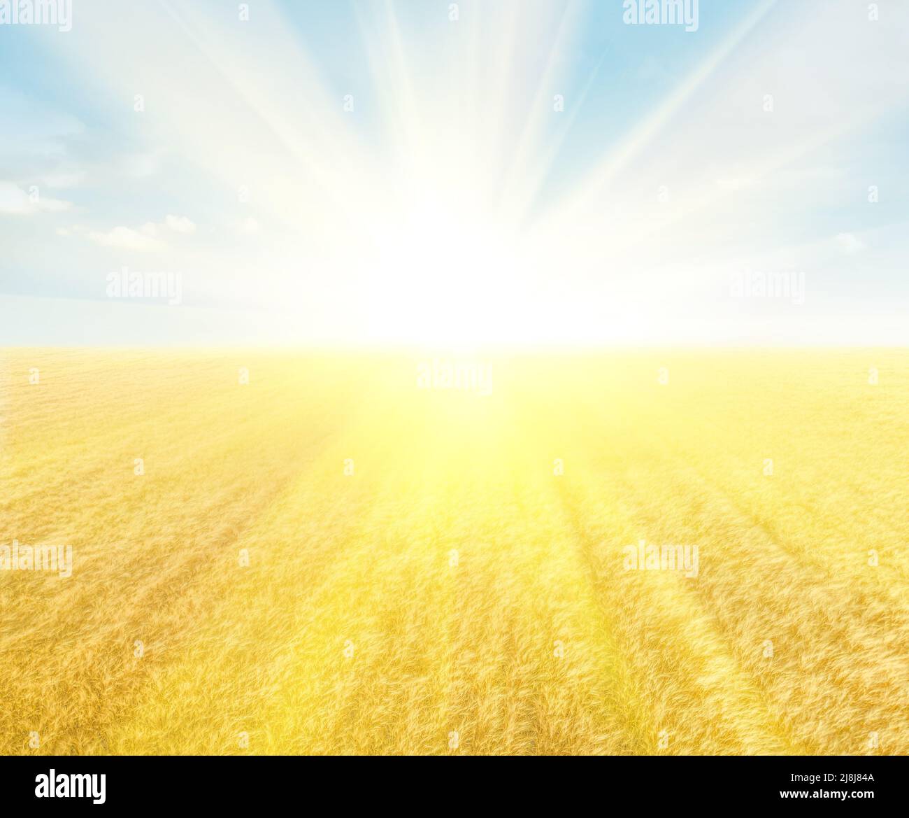 Strahlende Sonne über einem Feld aus goldenem Weizen und hellblauem Himmel, abstrakter Hintergrund Stockfoto