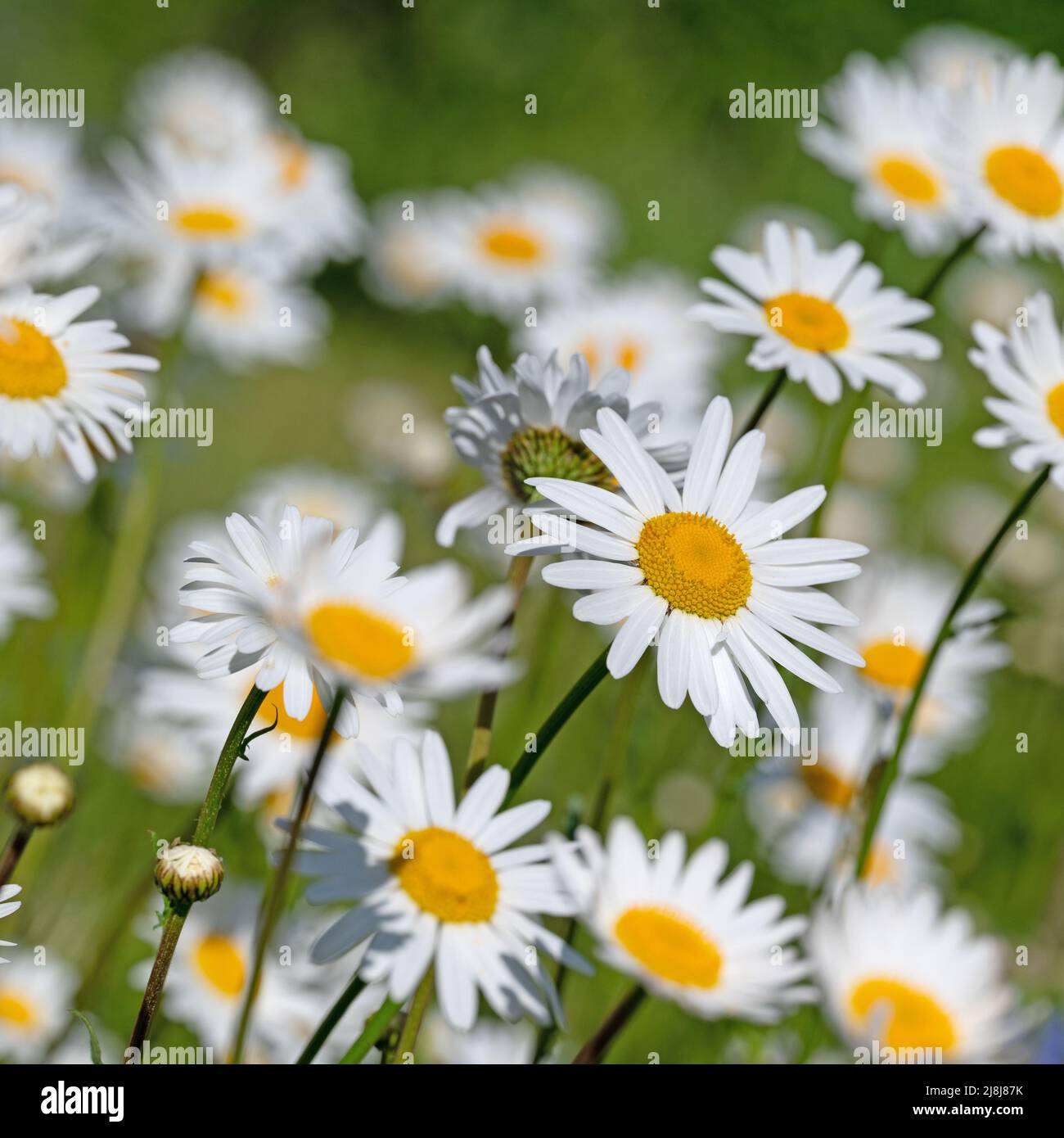 Blühende Marguerite, Leucanthemum, im Frühjahr Stockfoto