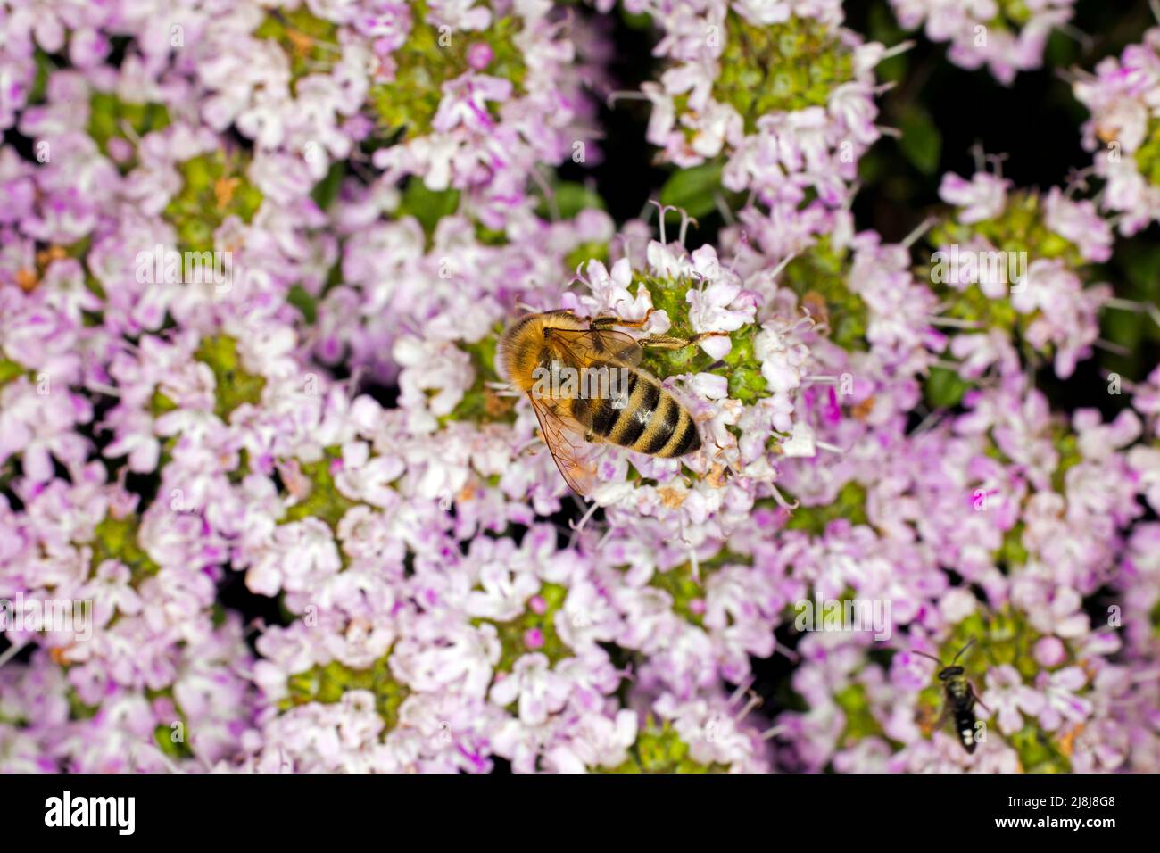 Blühender Thymus, Deutschland Stockfoto