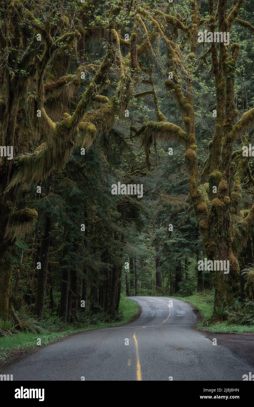 Moosige Bäume begrüßen Reisende an der Einfahrtsstraße zum Hoh Rainforest, Olympic National Park, Washington State Stockfoto