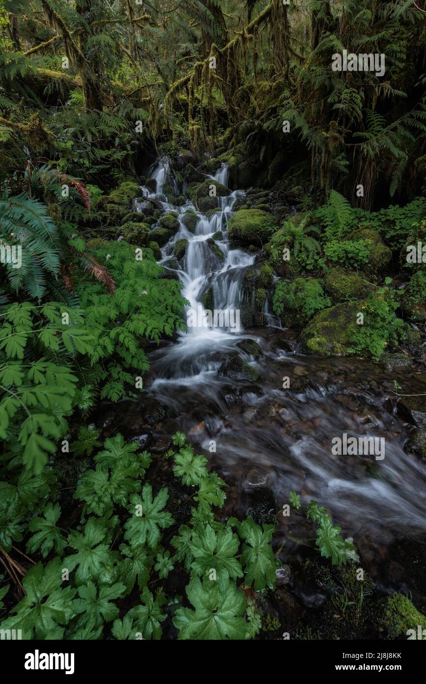 Ruhiger Wasserfall und Bach, der durch üppig grünen moosigen Regenwald, Olympic National Park, Washington State fließt Stockfoto