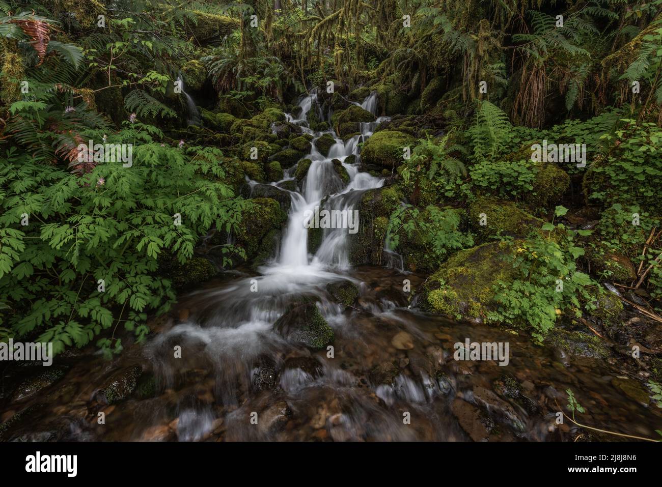 Wasserfall in der üppigen moosigen Umgebung des Quinault Rainforest, Washington State, Pacific Northwest United States Stockfoto