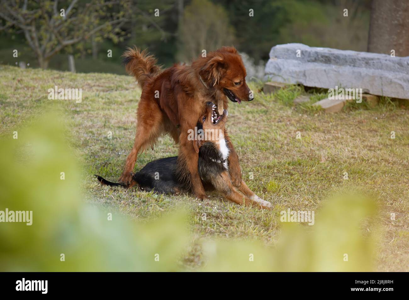 Zwei Welpen spielen, baskischer Schäferhund auf schwarzem bodeguero. Glück und Freude, Mittäterschaft und Loyalität. Familie. Übernehmen. Speicherplatz kopieren. Stockfoto