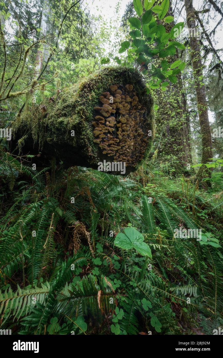 Pilze wachsen auf einem Krankenschwestern log im saftig grünen moosigen alten Wachstum Hoh Regenwald, Olympic National Park, Pacific Northwest Washington State Stockfoto