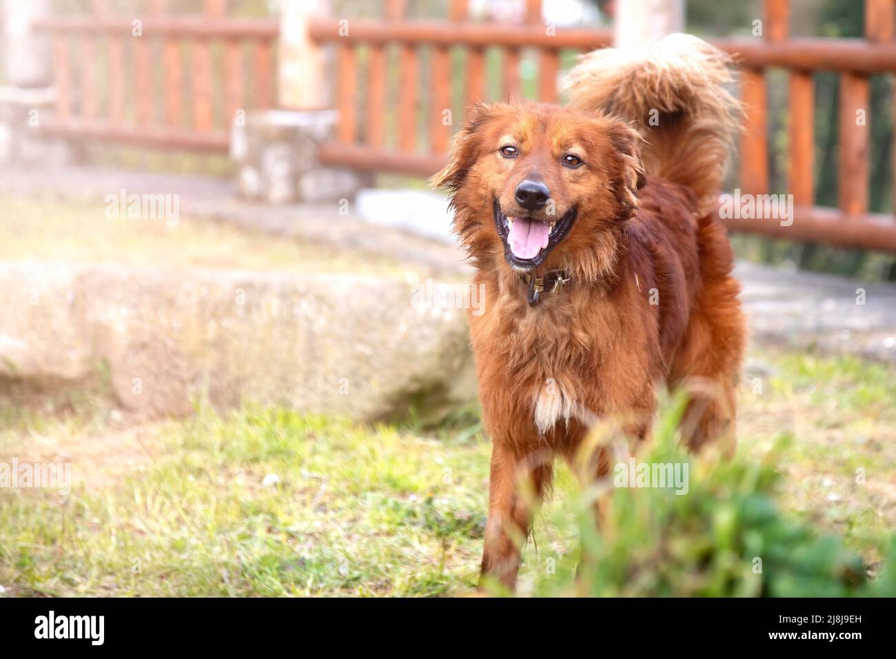 Baskischer schäferhund -Fotos und -Bildmaterial in hoher Auflösung – Alamy
