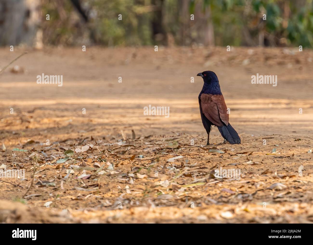 Ein größerer Coucal, der auf dem Boden zum Essen läuft Stockfoto
