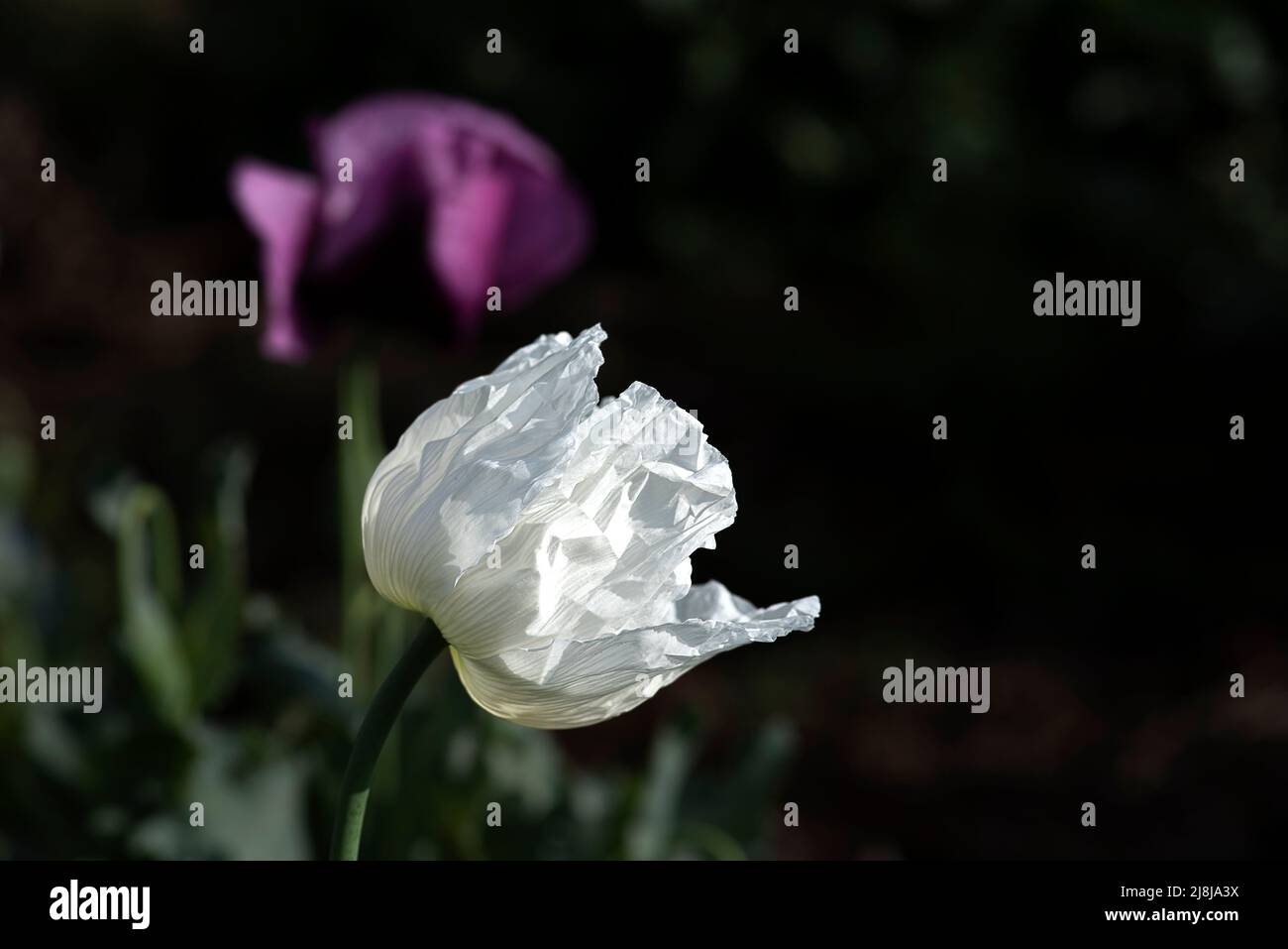 Papaver somniferum L. (Mohn), eine der wichtigsten Heilpflanzen; Papaver-Gattung ist von großer Bedeutung in Bezug auf die enthaltenen Alkaloide. Der Stockfoto