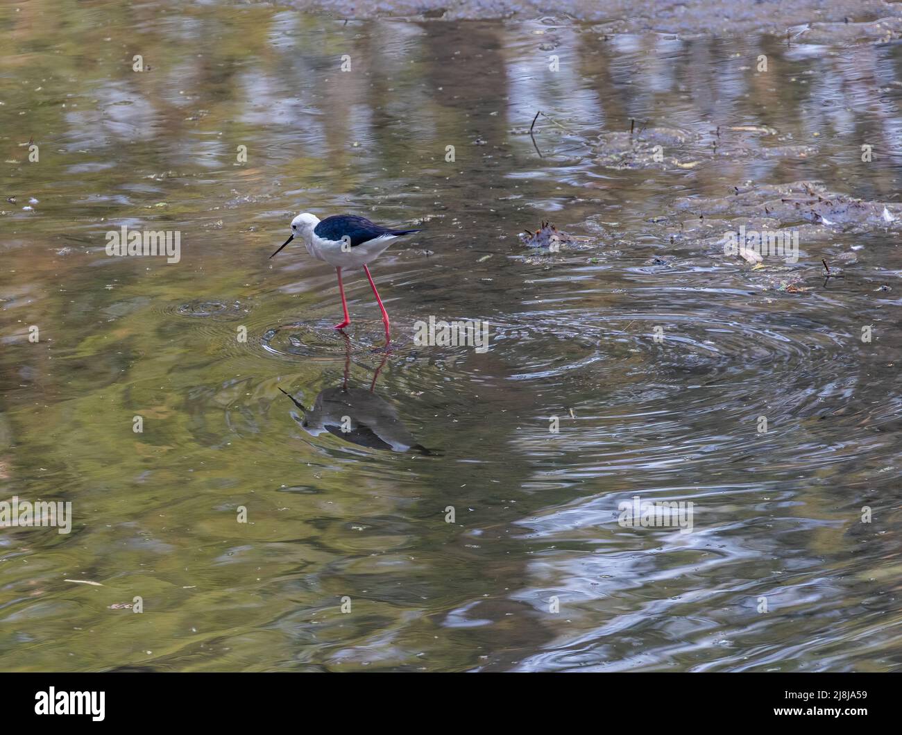 Black Winged Stilt in einem See zum Essen Stockfoto