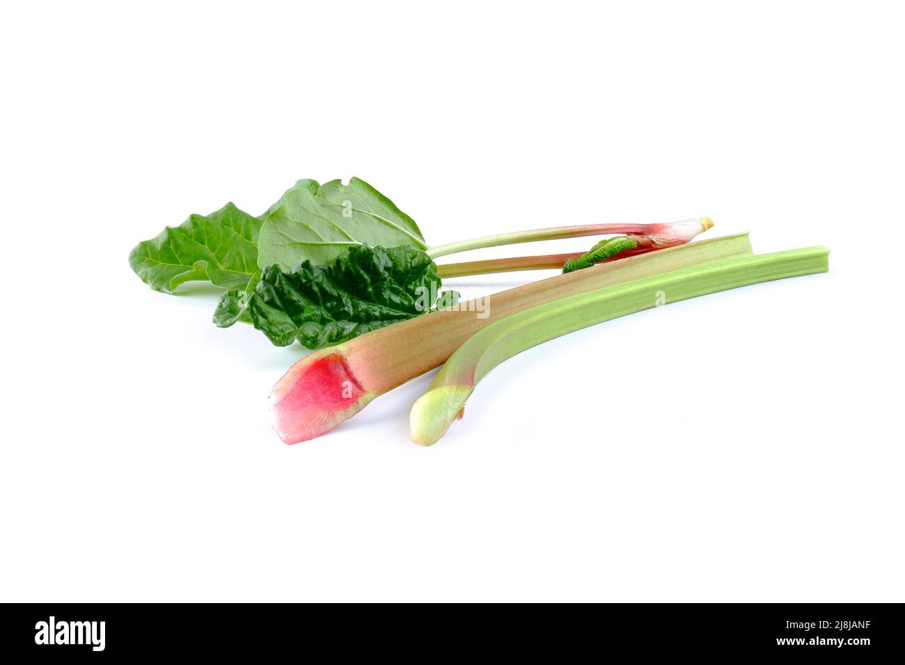 Rote und grüne Rhabarberstämme mit isolierten Blättern auf weißem Hintergrund. Frische Nutzpflanze aus dem Garten. Stockfoto