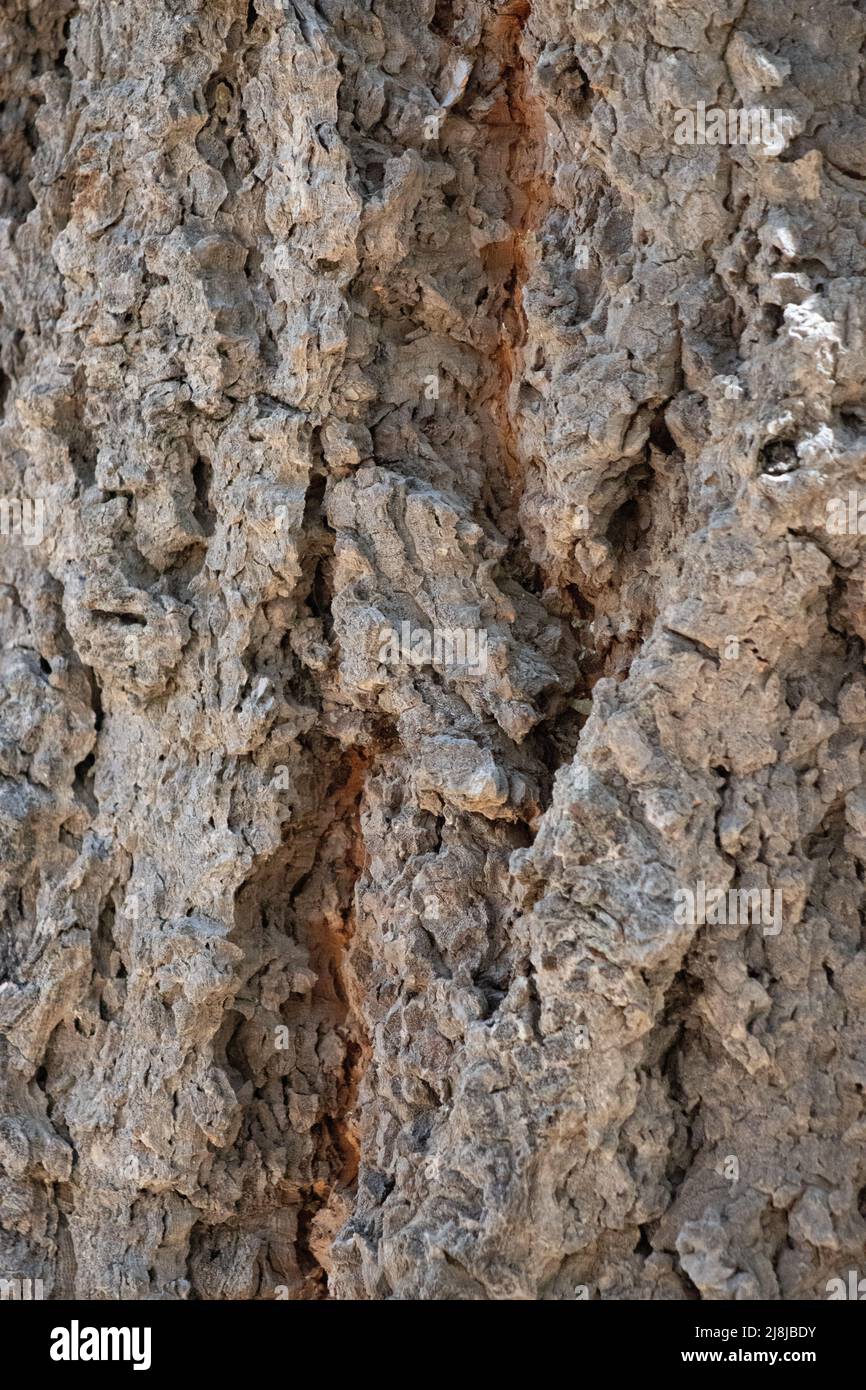 Alternde, grau schuppige, furnierte Gratrinde von Abies concolor, Pinaceae, nativer immergrüner Baum in den Carson Mountains, Sierra Nevada Ranges, Sommer. Stockfoto