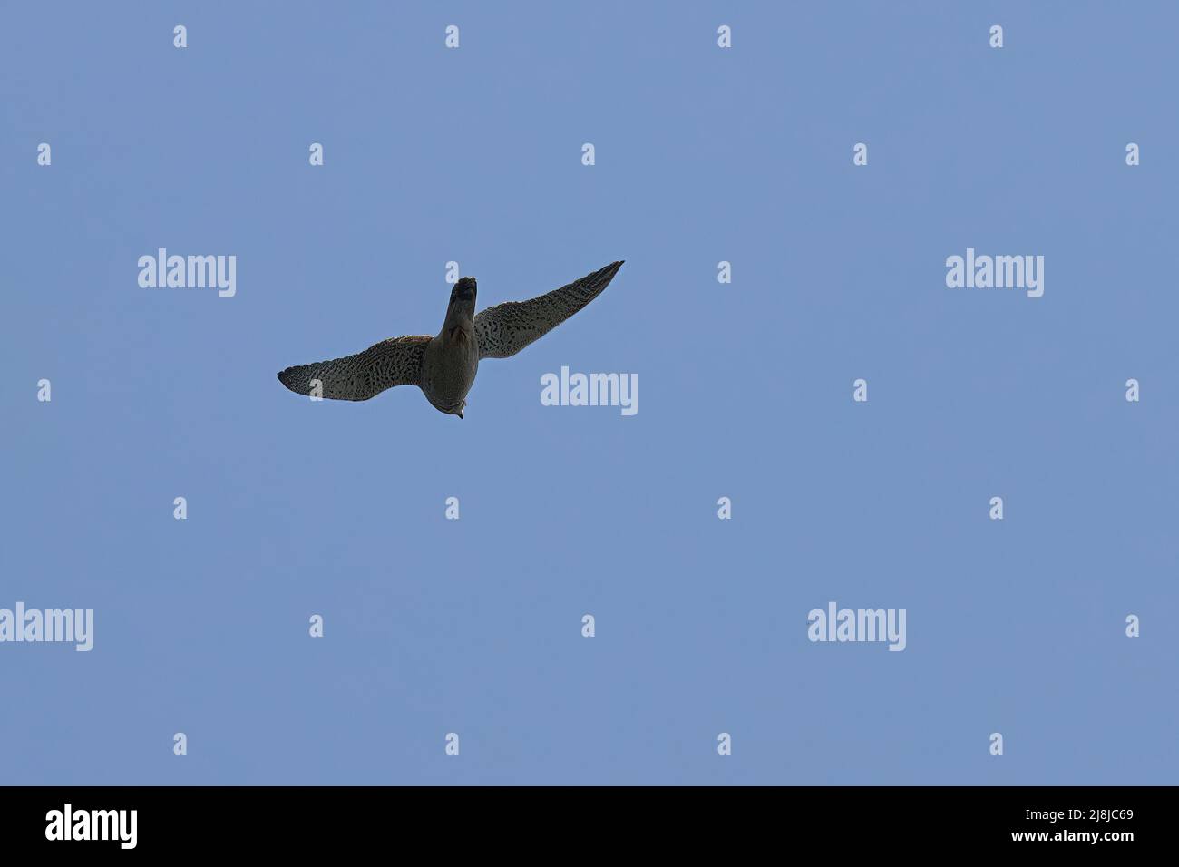 falcon im Flug gegen klaren Himmel Stockfoto