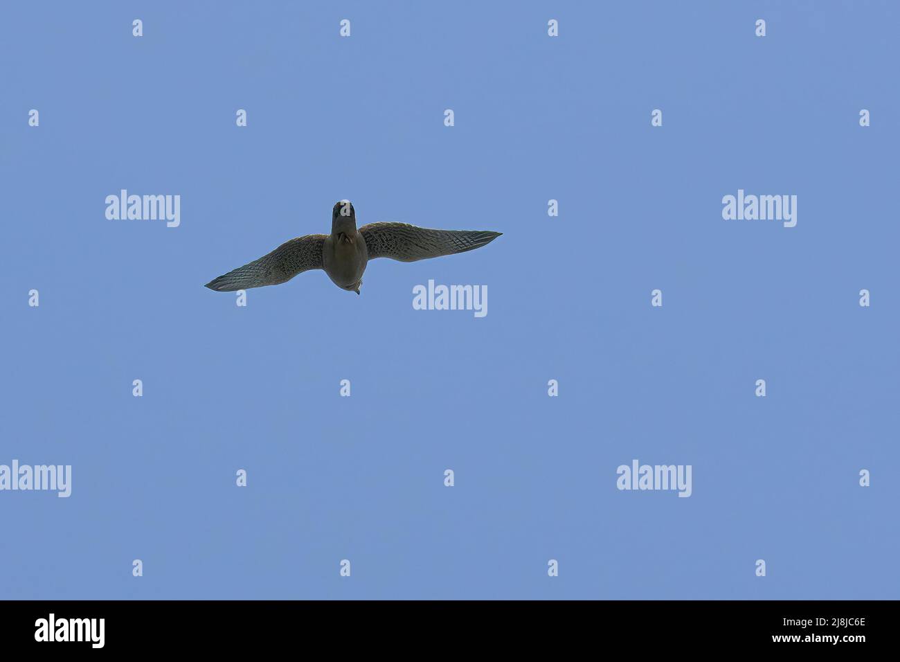 falcon im Flug gegen klaren Himmel Stockfoto
