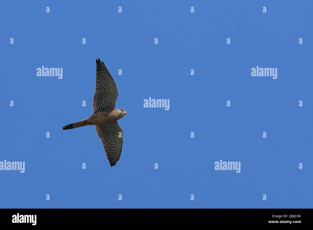 falcon im Flug gegen klaren Himmel Stockfoto