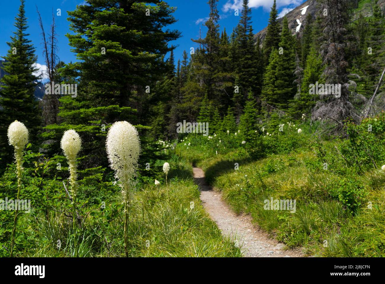 Bear Grass auf einem Wanderweg im Glacier National Park, Montana, USA Stockfoto