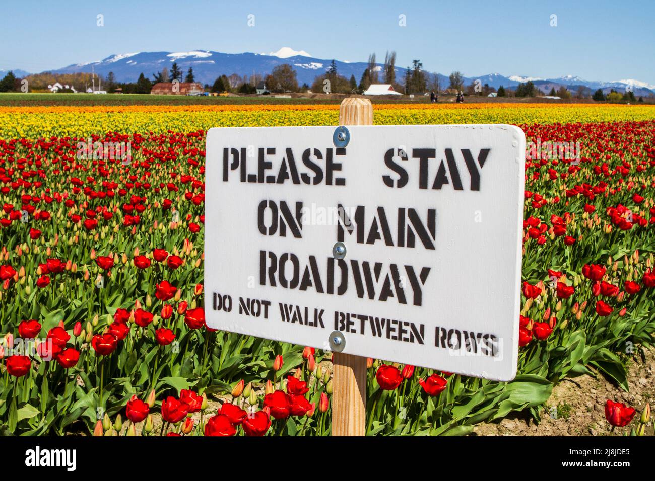 Ein großes weißes Schild mit schwarzem Schriftzug warnt Touristen, sich während des Skagit Valley Tulip Festival im Frühjahr in Washington, USA, aus Tulpenfeldern zu halten. Stockfoto