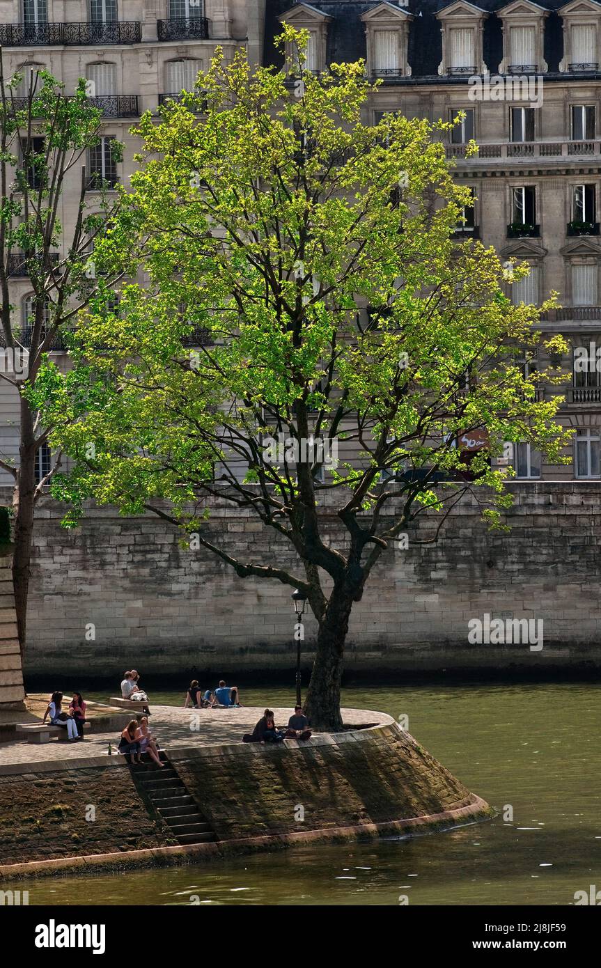 Der Baum an der Spitze von île Saint-Louis mit dem Quai aux Fleurs auf der île de la Cité hinter dem Pont Louis-Philippe am rechten Seineufer. Stockfoto