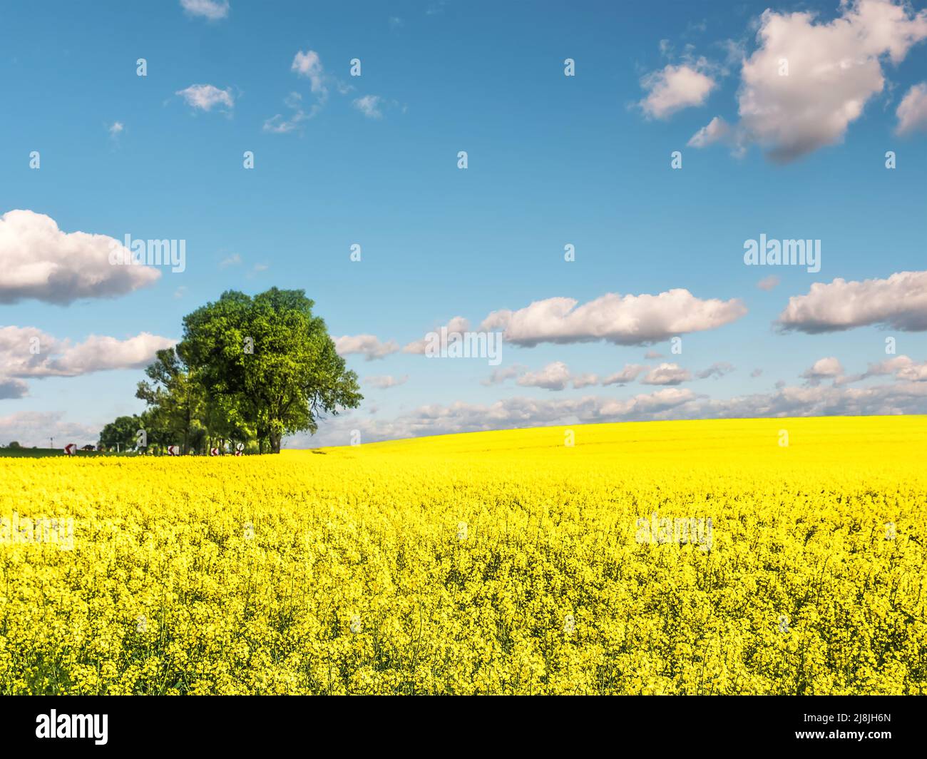 Schönes kultiviertes Feld mit gelben Rapsblüten an einem sonnigen Tag Stockfoto