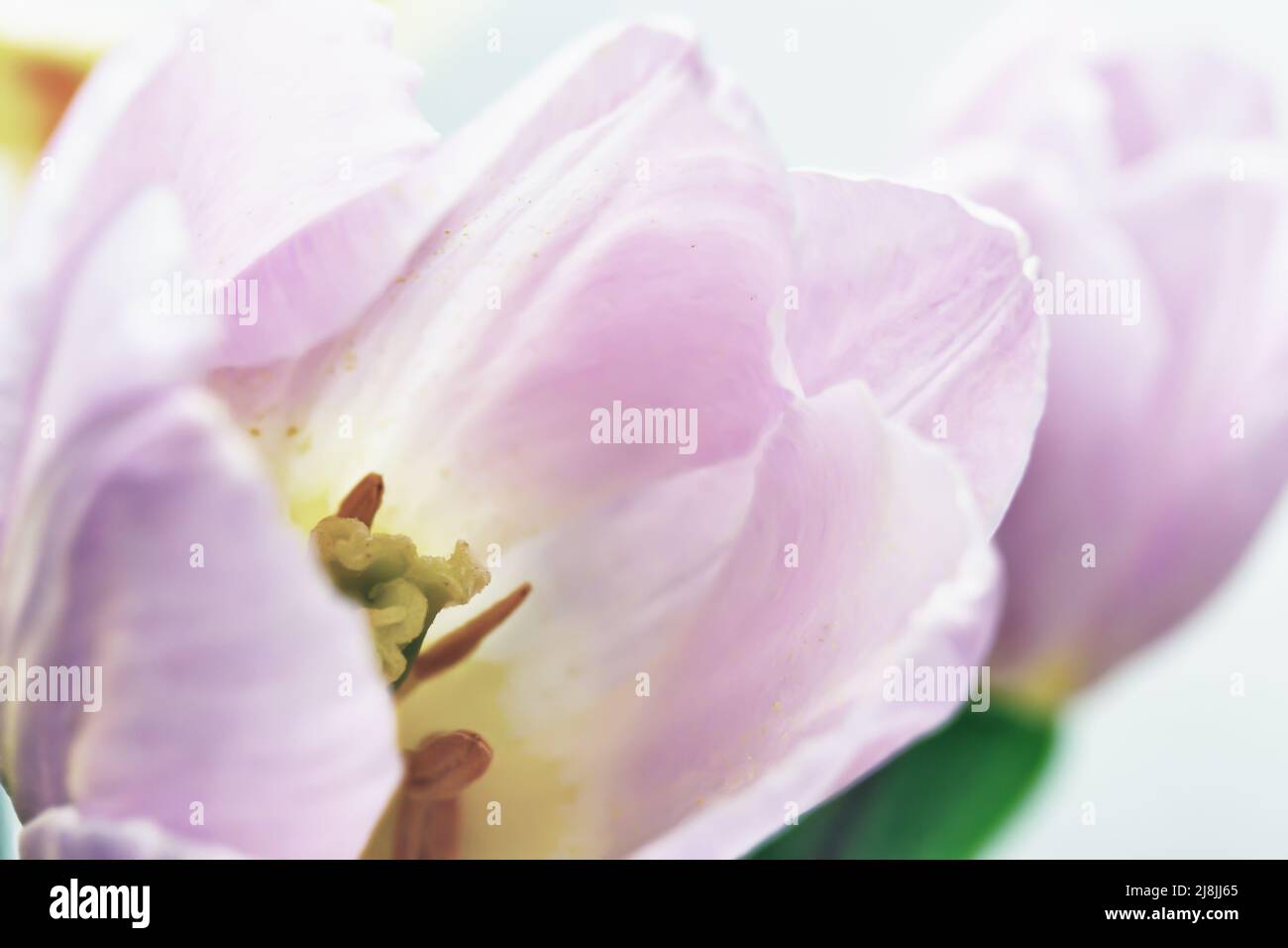 Makrofoto der Tulpe Stockfoto