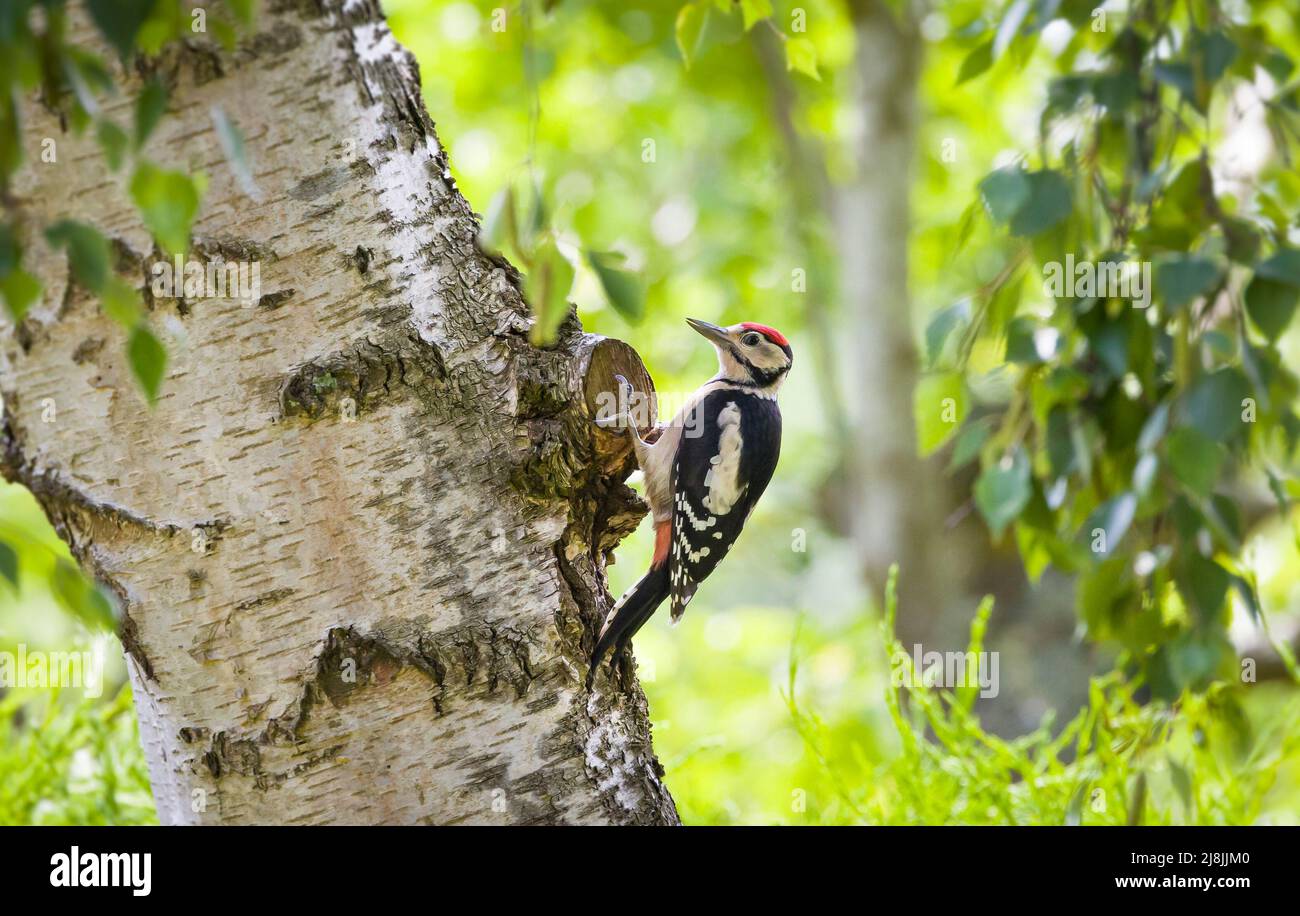 Männlicher Buntspecht, Dendrocopos major, auf einer Silberbirke im britischen Wald Stockfoto