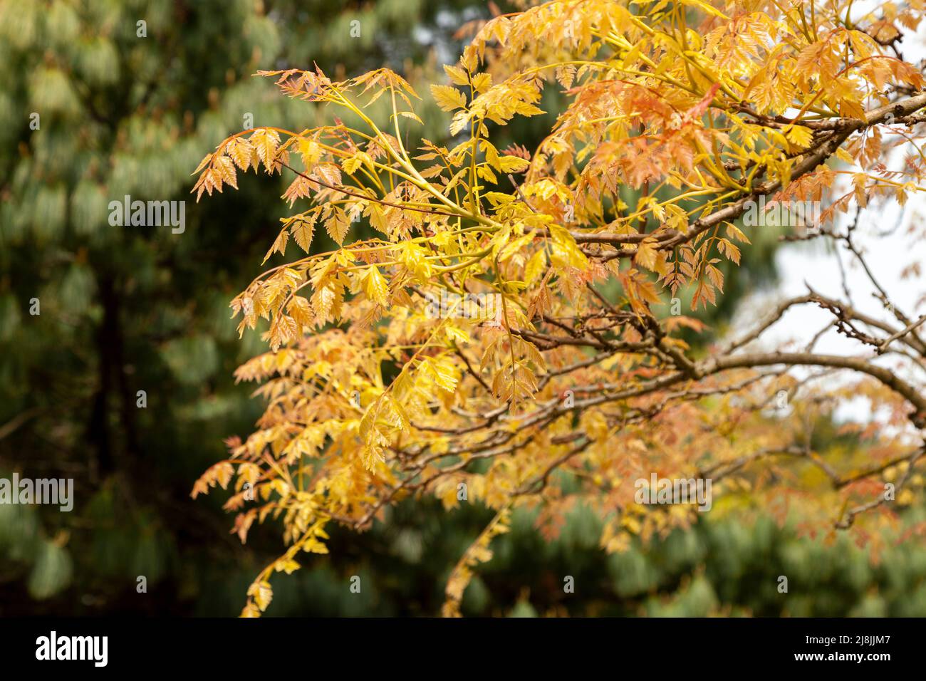 koelreuteria paniculata Baum in Edinburgh botanischen Gärten Stockfoto