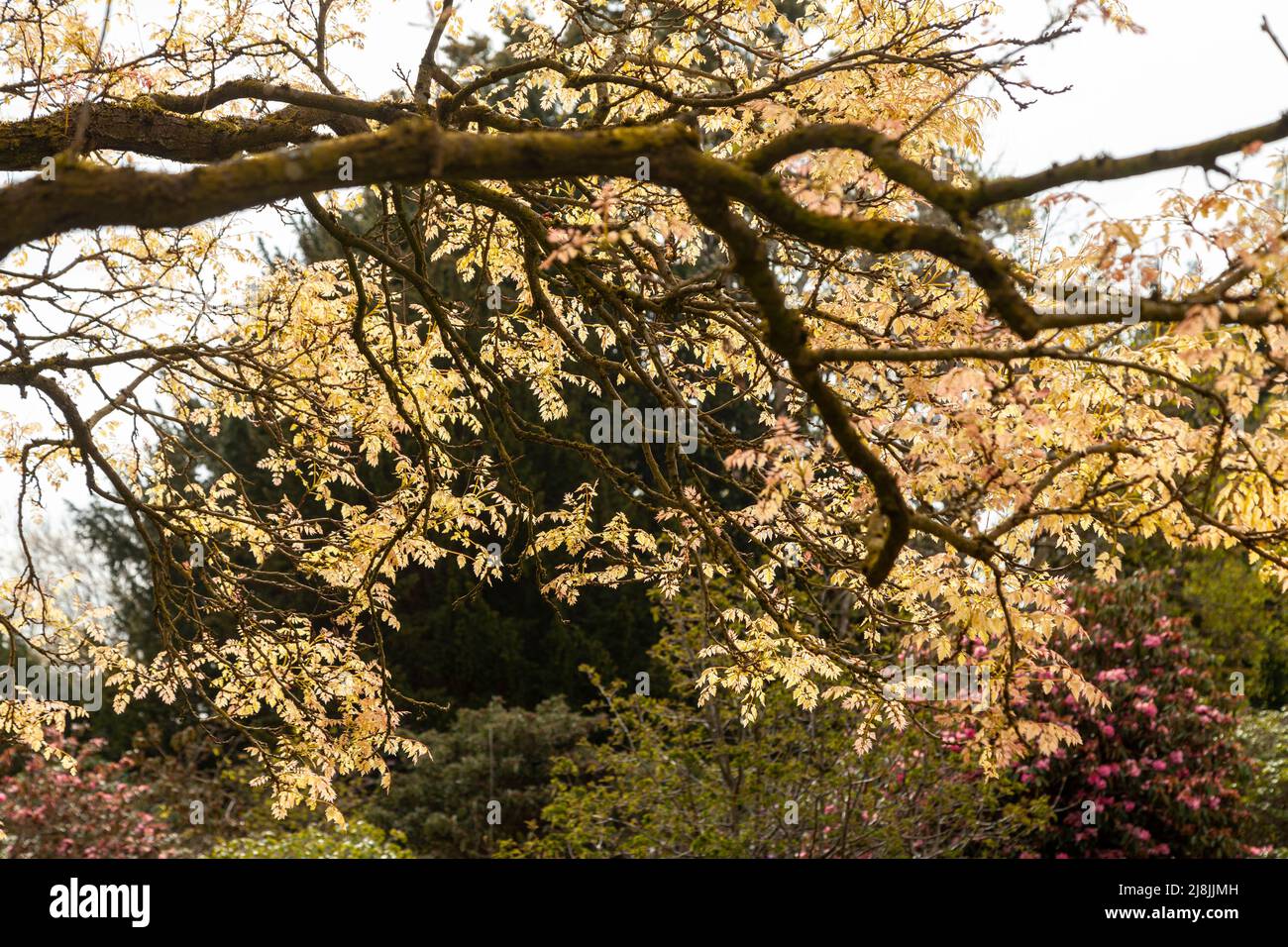 koelreuteria paniculata Baum in Edinburgh botanischen Gärten Stockfoto