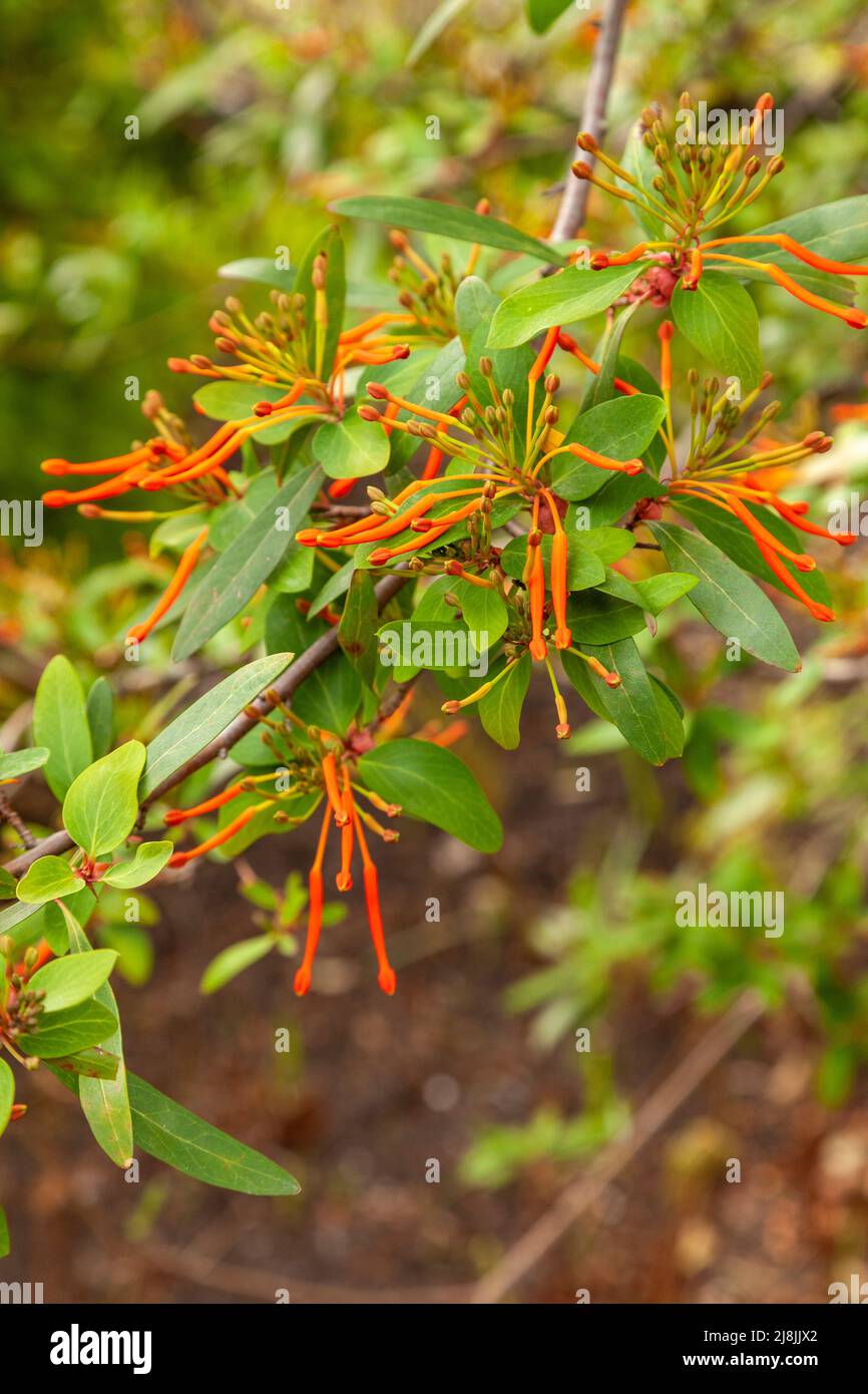 Der chilenische Feuerbusch, Embothrium coccineum, ist ein halbharter Strauch, der im späten Frühjahr und Frühsommer wunderschöne, spritzig leuchtende orange-rote Blüten trägt Stockfoto