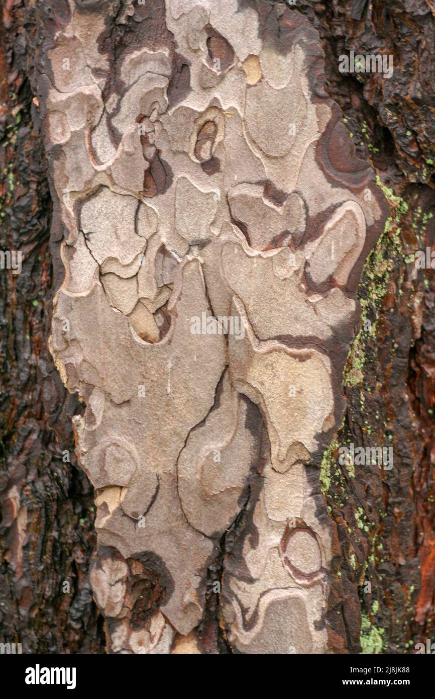 Kunst, Autoreifen, Autoreifen, Autoreifen, Schnitzen, essbare Pilze, Wald, Pilz, Gras, Bodenabdeckung, Metall, Natürliches Material, Organismus, Patter Stockfoto